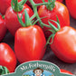 Mr Fothergill's TOMATO Roma VF