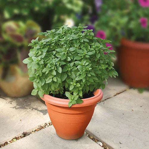 Mr Fothergill's Herb Seeds Basil Piccolino - 300 Seeds