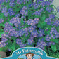 Mr Fothergill's Flower Seeds Forget Me Not Indigo - 300 Seeds