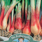 Mr Fothergill's Salad Seeds Onion (Spring) North Holland Blood - 500 Seeds