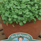 Mr Fothergill's Salad Seeds Cress American Land - 1,000 Seeds