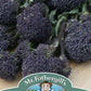 Mr Fothergill's Vegetable Seeds Broccoli Summer Purple Sprouting - 150 Seeds