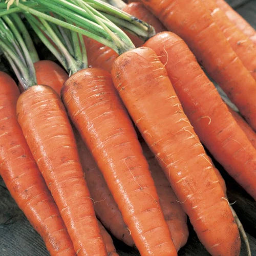 Mr Fothergill's Vegetable Seeds Carrot Extremo F1 - 350 Seeds