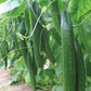 Mr Fothergill's Salad Seed Cucumber Carmen F1 - 5 Seeds