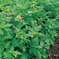 Mr Fothergill's Vegetable Seeds Green Manure Autumn/Winter Mix - 100g Covers 20sq.m