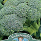 Mr Fothergill's Vegetable Seeds Broccoli Autumn Covina Solid - 50 Seeds