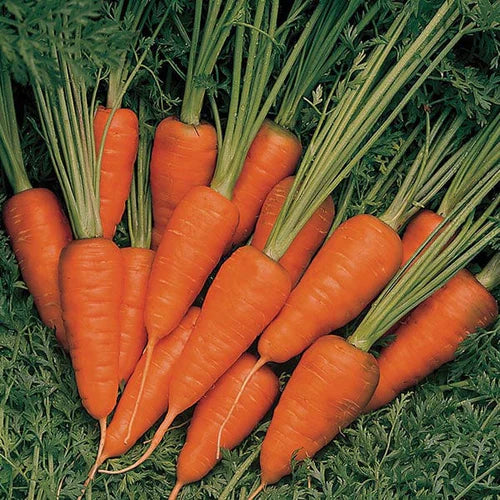 Mr Fothergill's Vegetable Seeds Carrot Burpees Short 'n 'Sweet - 1,000 Seeds