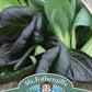 Mr Fothergill's Salad Seeds Pak Choi Colour & Crunch F1 - 175 Seeds