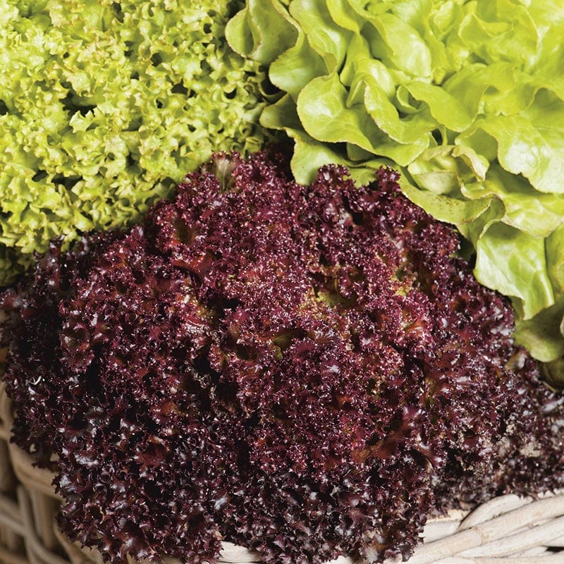 Mr Fothergill's Salad Seeds Lettuce Headed Mixed - 1,000 Seeds