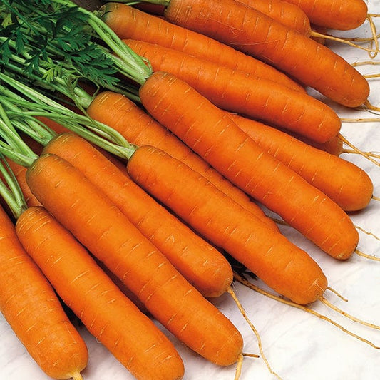 Mr Fothergill's Vegetable Seeds Carrot Norfolk F1 - 350 Seeds