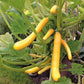 Mr Fothergill's Vegetable Seeds Courgette Shooting Star F1 - 10 Seeds