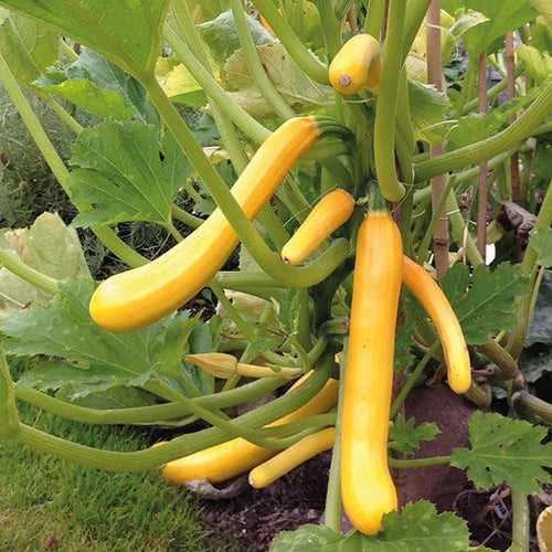 Mr Fothergill's Vegetable Seeds Courgette Shooting Star F1 - 10 Seeds