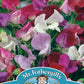 Mr Fothergill's SWEET PEA Old Spice Mixed (Grandiflora)