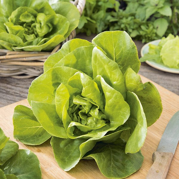 Mr Fothergill's Salad Seeds Lettuce Gustav's Salad - 1,000 Seeds