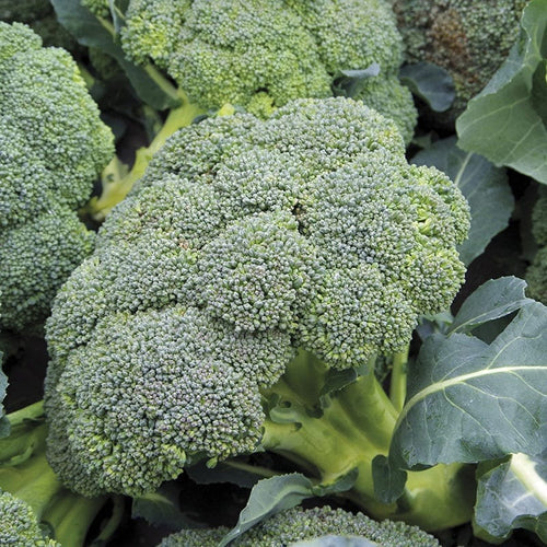 Mr Fothergill's Vegetable Seeds Broccoli Autumn Covina Solid - 50 Seeds