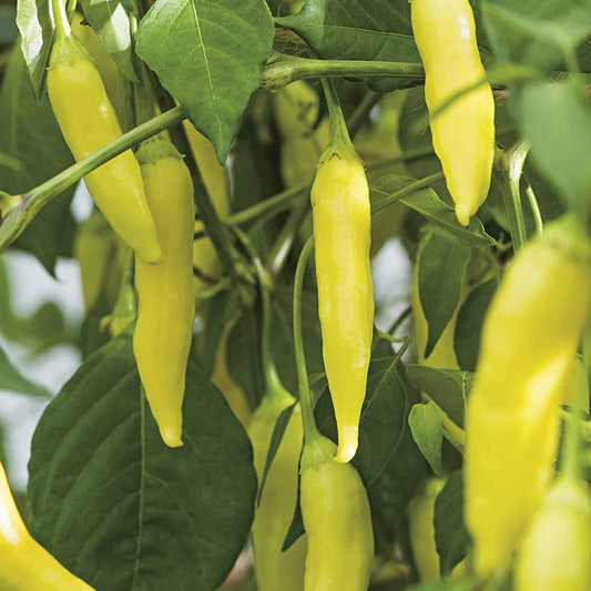 Mr Fothergill's Vegetable Seeds Pepper (Hot) Havana Gold - 10 Seeds