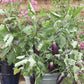 Mr Fothergill's Vegetable Seeds Aubergine Jewel Jet F1 - 10 Seeds