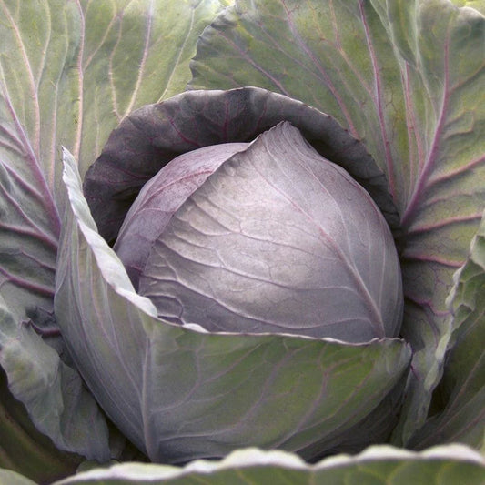 Mr Fothergill's Vegetable Seeds Cabbage Red Romanov F1 - 30 Seeds