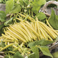 Mr Fothergill's Vegetable Seeds Dwarf (French) Bean Cala D'Or - 100 Seeds