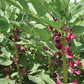 Mr Fothergill's Vegetable Seeds Broad Bean Crimson Flowered - 50 Seeds