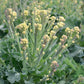 Mr Fothergill's Vegetable Seeds Broccoli White Burbank F1 Sprouting - 30 Seeds