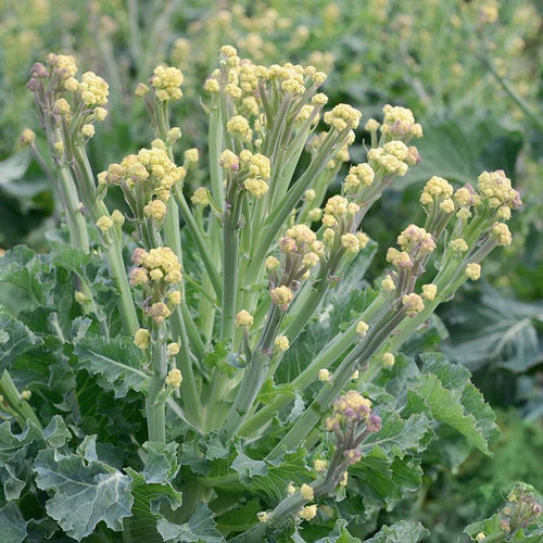 Mr Fothergill's Vegetable Seeds Broccoli White Burbank F1 Sprouting - 30 Seeds