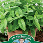 Mr Fothergill's Herb Seeds Mint Applemint - 500 Seeds