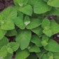 Mr Fothergill's Herb Seeds Mint Applemint - 500 Seeds