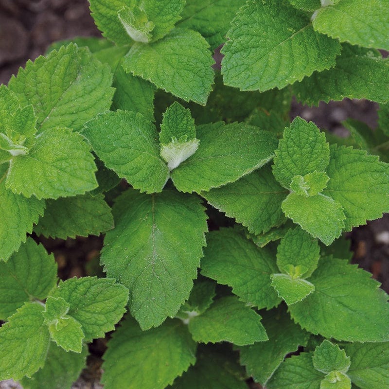 Mr Fothergill's Herb Seeds Mint Applemint - 500 Seeds