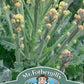 Mr Fothergill's Vegetable Seeds Broccoli White Burbank F1 Sprouting - 30 Seeds