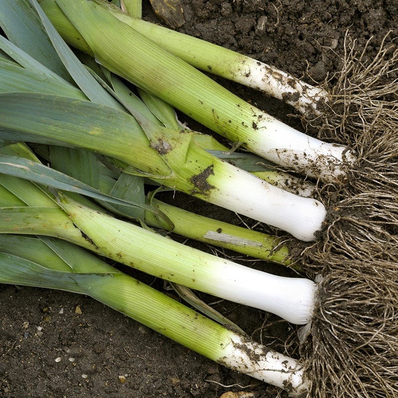 Mr Fothergill's Vegetable Seeds Leek Autora F1 - 30 Seeds