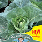 Mr Fothergill's Vegetable Seeds Cabbage Wintergreen - 50 Seeds