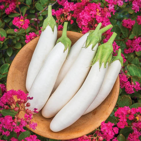 Mr Fothergill's Vegetable Seeds Aubergine White Knight F1 - 10 Seeds