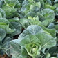 Mr Fothergill's Vegetable Seeds Cabbage Wintergreen - 50 Seeds