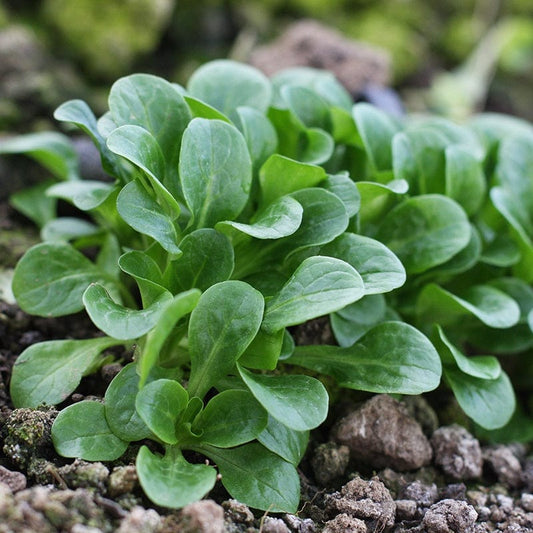 Mr Fothergill's Vegetable Seeds Lambs Lettuce Vit - 500 Seeds