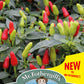 Mr Fothergill's Vegetable Seeds Pepper (Hot) Fields of Fire - 10 Seeds