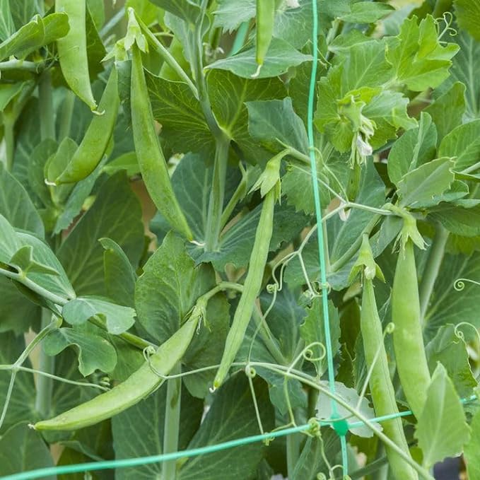 Mr Fothergill's Vegetable Seeds Pea Snap Snak Hero - 150 Seeds