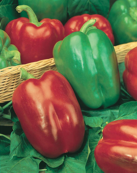 Mr Fothergill's Vegetable Seeds Pepper Sweet California Wonder - 150 Seeds