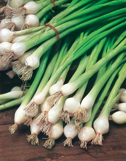 Mr Fothergill's Vegetable Seeds Onion Spring White Lisbon Bumper Pack - 1,300 Seeds