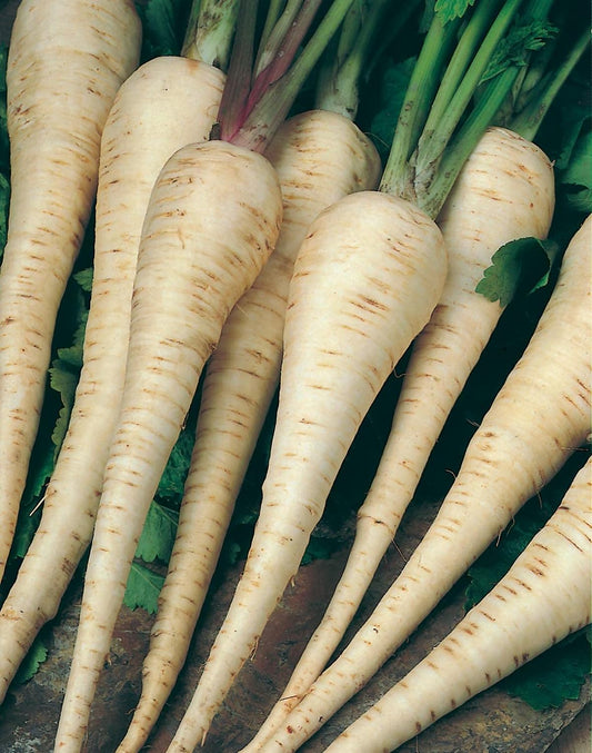 Mr Fothergill's Vegetable Seeds Parsnip Student - 500 Seeds