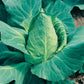 Mr Fothergill's Vegetable Seeds Cabbage Offenham 2 (Flower of Spring) - 500 Seeds