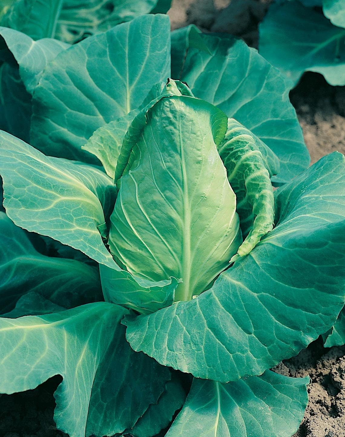 Mr Fothergill's Vegetable Seeds Cabbage Offenham 2 (Flower of Spring) - 500 Seeds