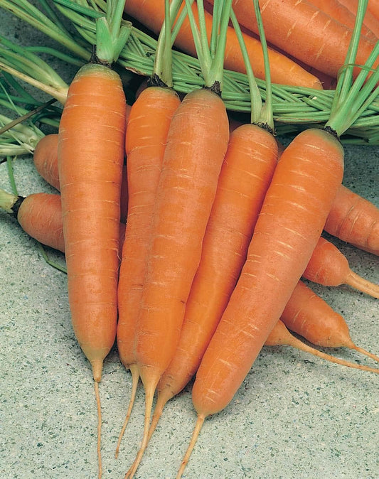 Mr Fothergill's Vegetable Seeds Carrot St Valery - 750 Seeds