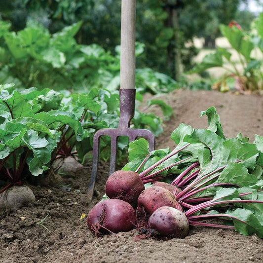 Mr Fothergill's Vegetable Seeds Beetroot Detroit 2 Crimson Globe - 275 Seeds