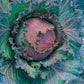 Mr Fothergill's CABBAGE Savoy January King 3