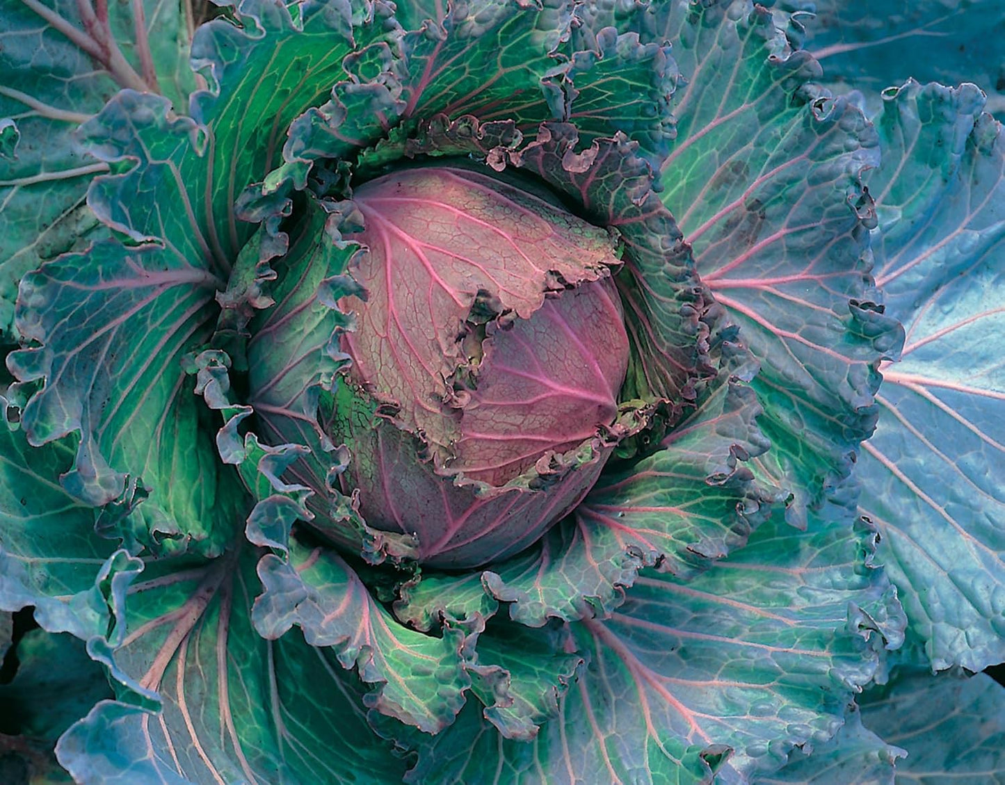 Mr Fothergill's CABBAGE Savoy January King 3