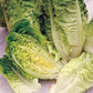 Mr Fothergill's Salad Seeds Lettuce Little Gem Bumper Pack - 2,500 Seeds