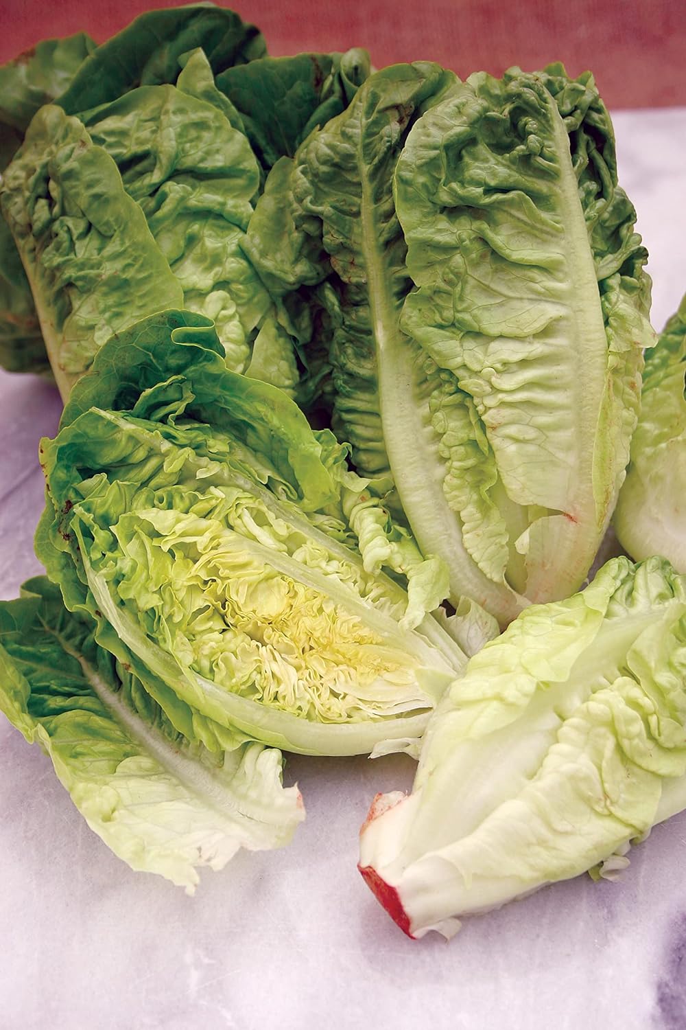 Mr Fothergill's Salad Seeds Lettuce Little Gem Bumper Pack - 2,500 Seeds