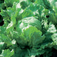 Mr Fothergill's Salad Seeds Lettuce Stylist - 200 Seeds