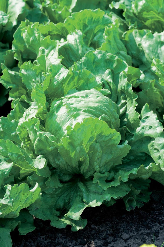 Mr Fothergill's Salad Seeds Lettuce Stylist - 200 Seeds